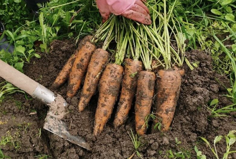 ������� ��������� �������� ������� � ������: ����� ������� � ��� ��������� ��������