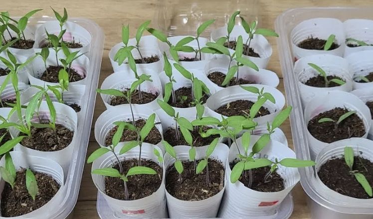 ������ ������ ������ ������: �������� ������ ��� ��������� ������