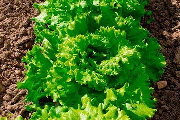 ����� ������: ������� ��������� ����������� � ������������ ��������������