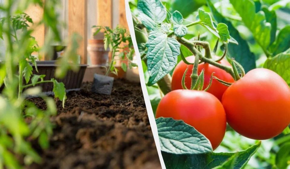 ����� ������� �� �������: ����� � ��� ��� ������� ���������