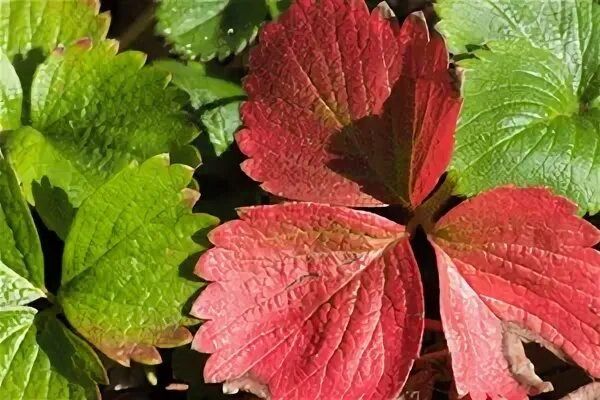 ������ �������� ������ ��������: 4 ������� � ������� �������� ������