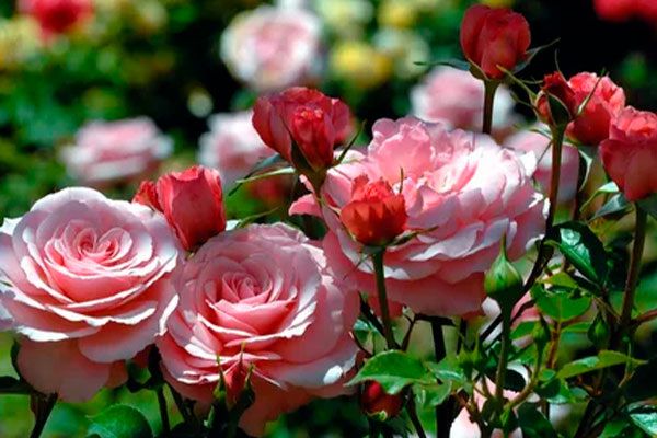 Как правильно подкармливать розы в августе для яркого цветения в следующем сезоне