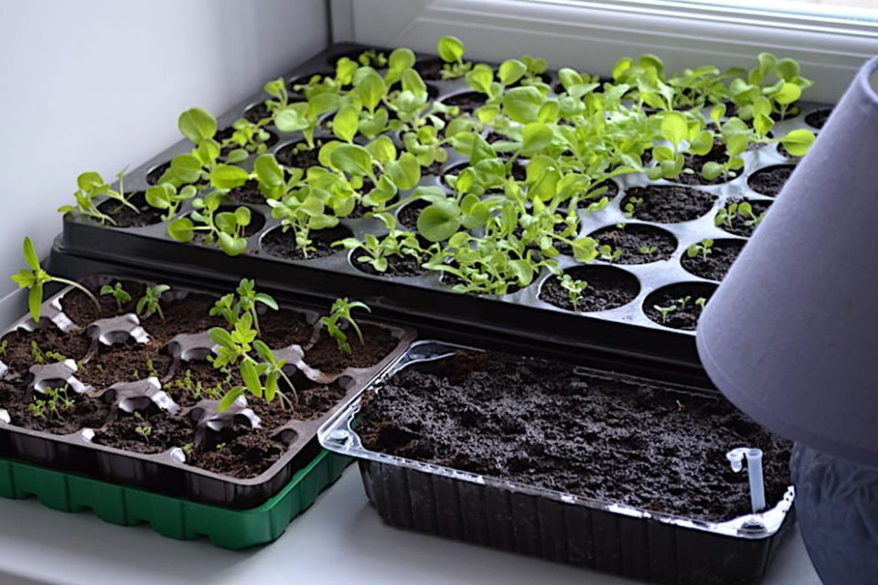 ������������ ��������� �����: ��� ������ ��� ���������� ���