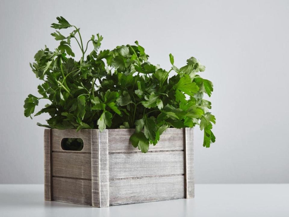 ������ ������� �������: ��� ��������� �������� �� �����������