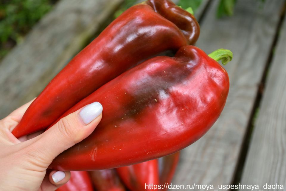 ����� ����������: ������ ���� ���� ���� ��������� �������� ��� �����������