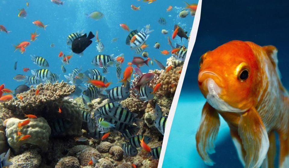 ���� �� ������: ��� ��� �������� ��� �����