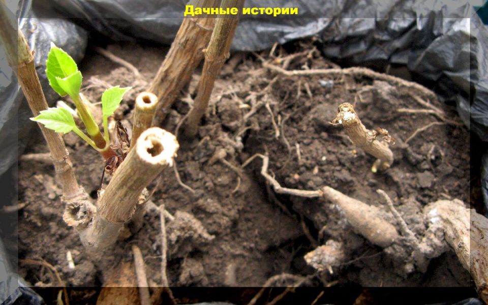 ��� ��������� ����������� �������� � ��������� �� �������: ������ ��� ��������