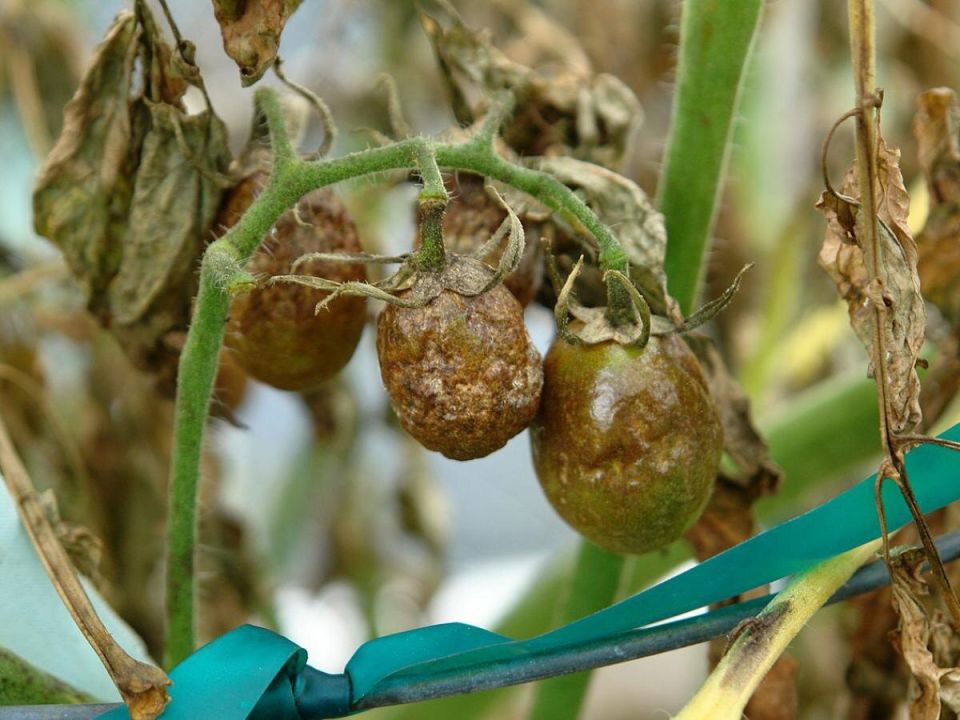 ����������� �������� ����� �� ���������� ��� ����� �������