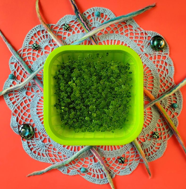 ����������� ���: ������� ����������� � ������������ �������� ��������