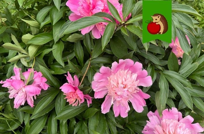 ���� �� ������� ����� ��������: ������� ��� ������ ����� � ��������� ������