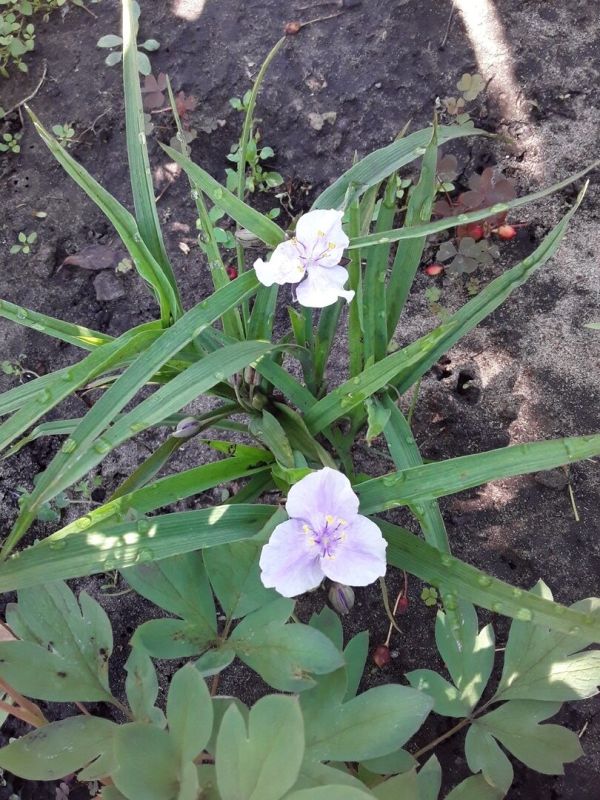 ������������: ������, ������� ������ ���� � ����