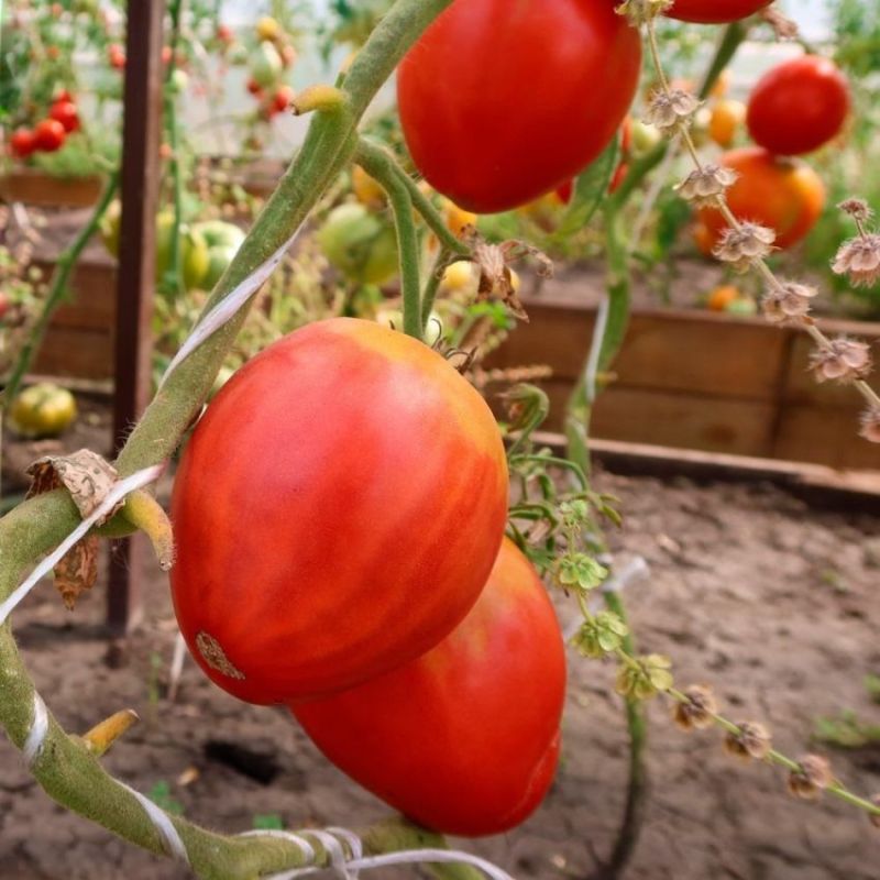 ����� ������� ������: ��������� ������� ��� ��������� ������� �������