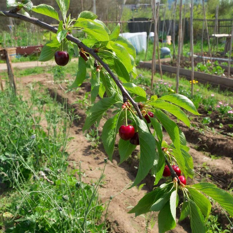 ��� ����������� ����� � ����: ������ �� ������� ���������