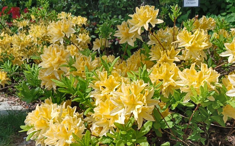 Почему зола может навредить кислолюбивым растениям: меры предосторожности и альтернативы