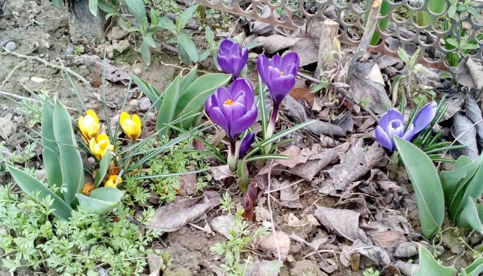 Весенние цветы в саду: как радует природа в условиях самоизоляции