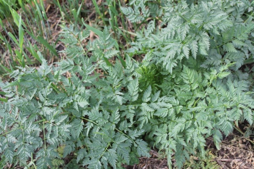 Сныть: как справиться с самым живучим сорняком в огороде