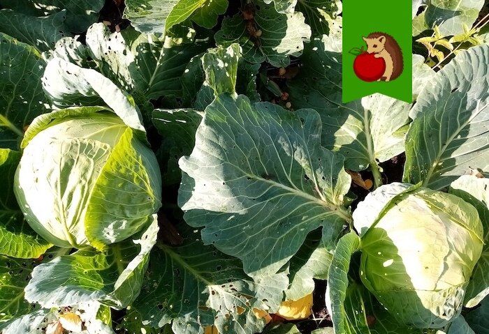 Где не стоит сажать капусту: важные советы для успешного урожая