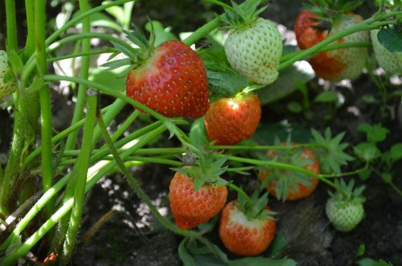 Уход за клубникой в июне: пять ключевых правил для вашего урожая