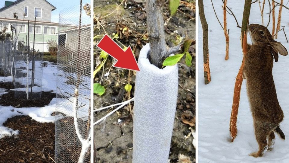 Эффективные методы защиты сада от зайцев: советы экспертов