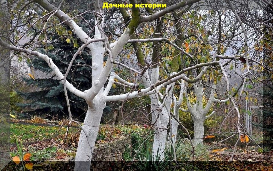 ����� � ����� ����� ������ �������: ������� �������� �������