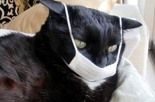 Что важно знать о здоровье: опасности от домашних любимцев