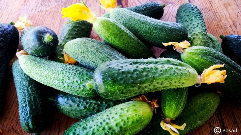 ��� ������ ������ �� ��������� �������: ����������� ������ � ������