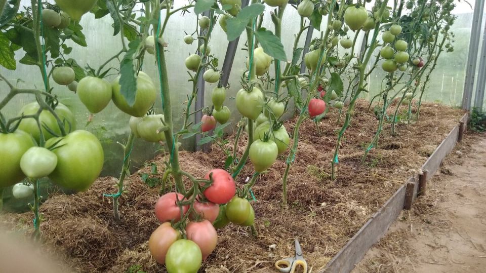 ��� �������� �������� �� ��������� � �������� �� ����������