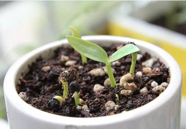 ������ ��������� ��� ��������: ��� ����� � 7 �� 13 �����