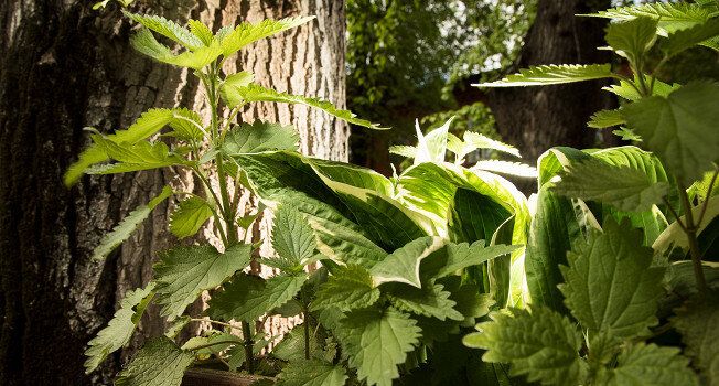 Крапива: секреты шефов для вкусных блюд