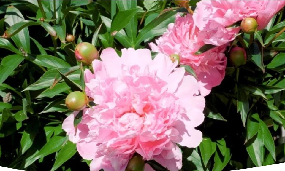 ������ ����� �� ������ ���������: �������� ������� � �������