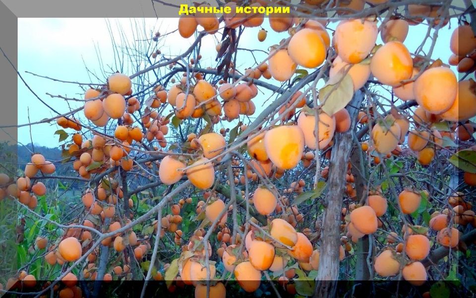 ��������, ������� �� ��������, �������� �� ��� ������: ��� �� ����� ������ �� ����� �������