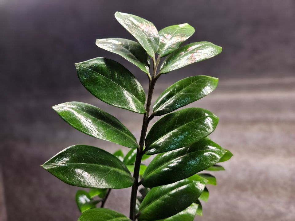 Как спасти замиокулькас: 5 распространенных ошибок цветоводов